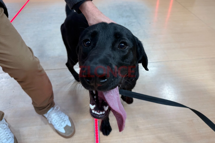 Kamal, el perro polic&iacute;a que detecta drogas (foto Elonce)