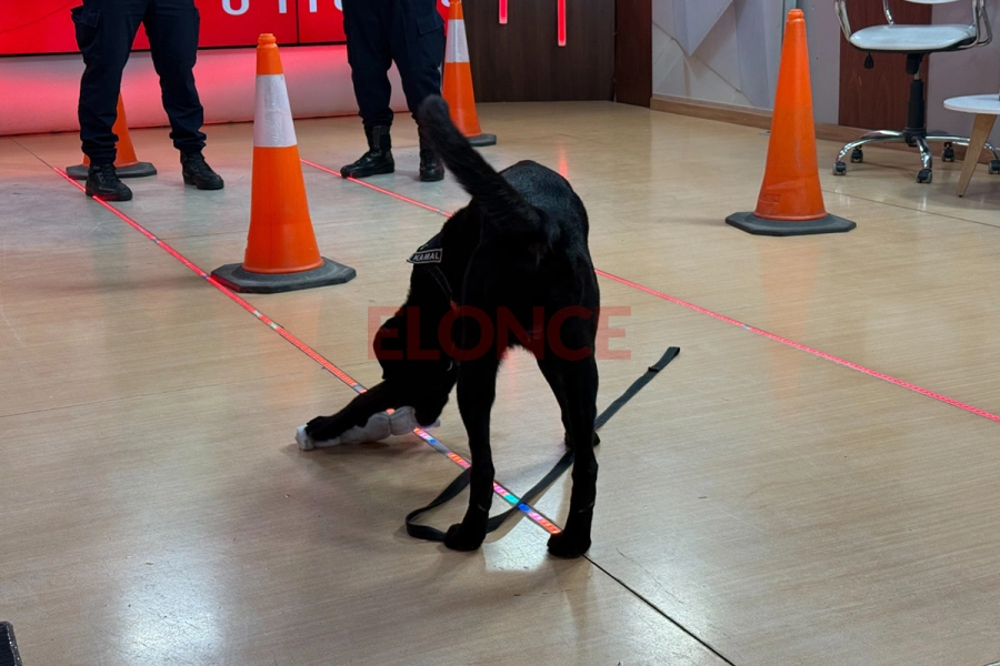 Kamal, un perro entrenado para hallar estupefacientes (foto Elonce)