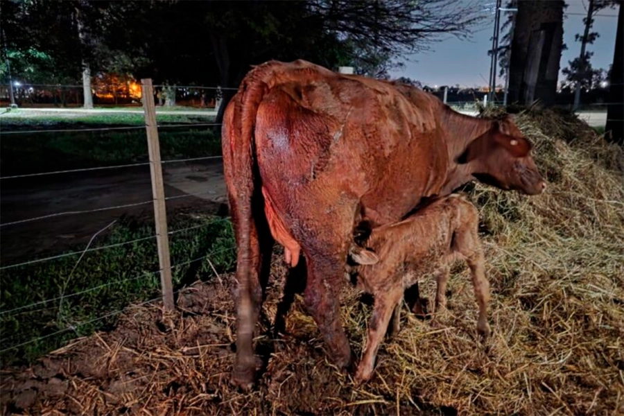 Primeros nacimientos por transferencia embrionaria