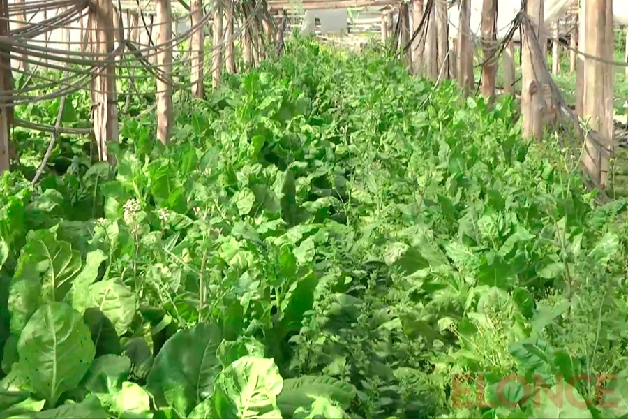 Cooperativa El Parque (foto Elonce)