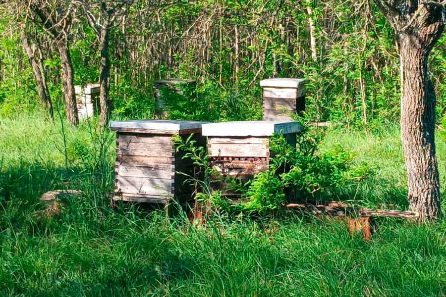 &ldquo;La miel del monte entrerriano&rdquo; es de cooperativa ap&iacute;cola &ldquo;El Espinal&rdquo; (foto Moviendo el Avispero / Elonce)