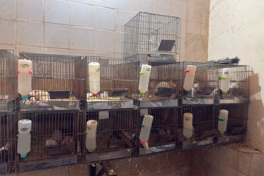 Hallaron tortugas, yacar&eacute;s y monos congelados en una veterinaria y rescataron otros 114 animales