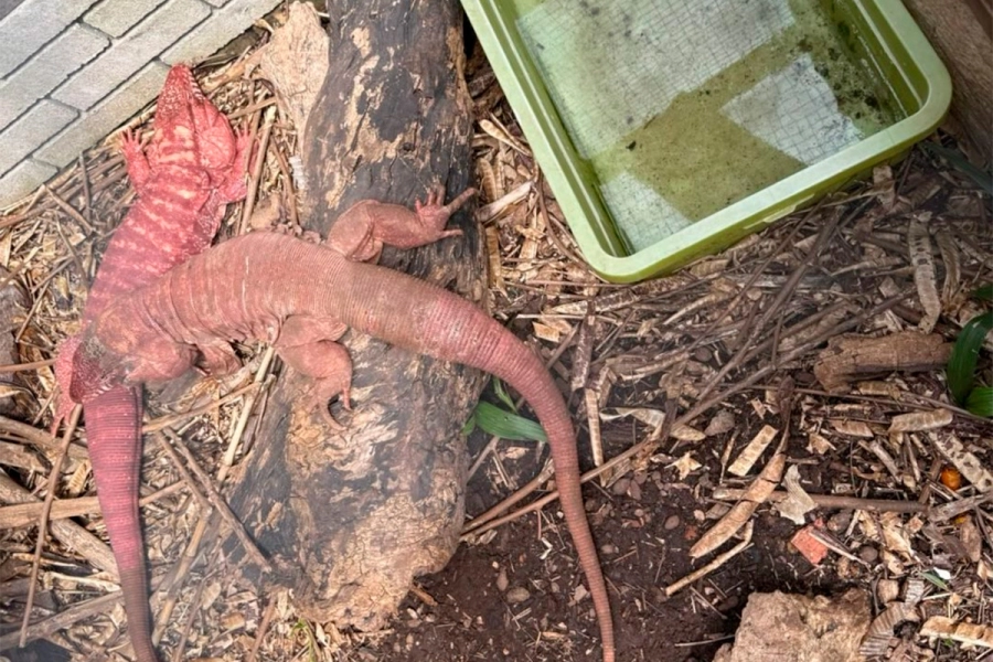 Hallaron tortugas, yacar&eacute;s y monos congelados en una veterinaria y rescataron otros 114 animales