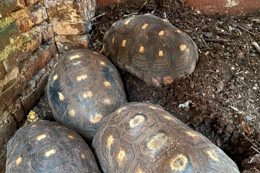 Hallaron tortugas, yacar&eacute;s y monos congelados en una veterinaria y rescataron otros 114 animales