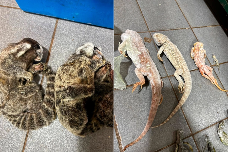 Hallaron tortugas, yacar&eacute;s y monos congelados en una veterinaria y rescataron otros 114 animales