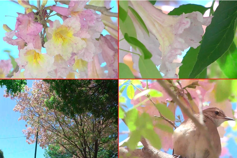 Singular “lapacho tricolor” sorprende en San Benito con su espectacular floración combinada