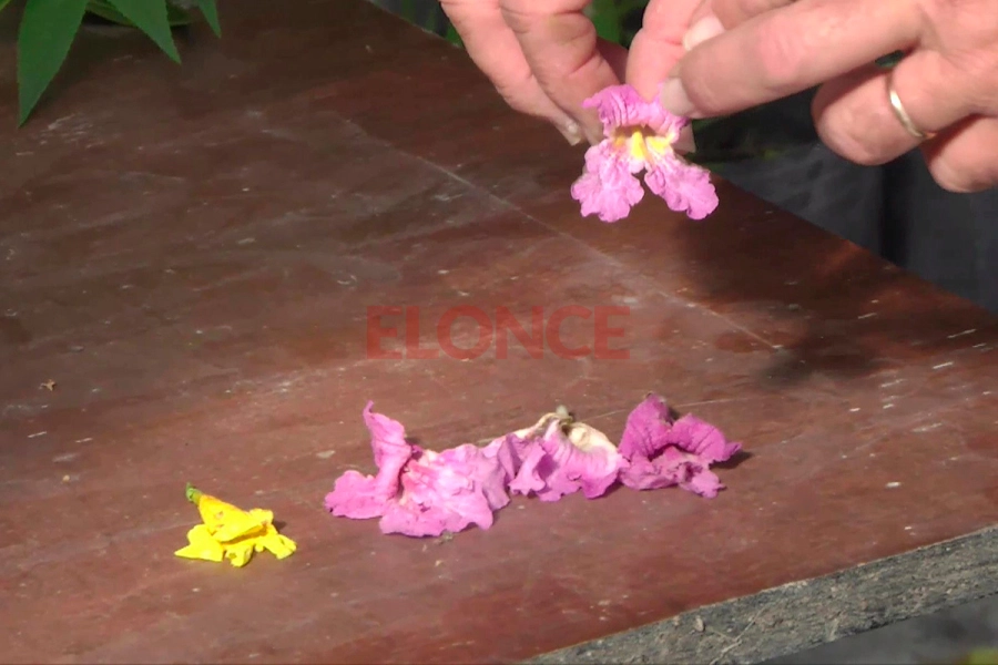 Flores de lapacho en el Vivero Municipal de Paran&aacute; (foto Elonce)