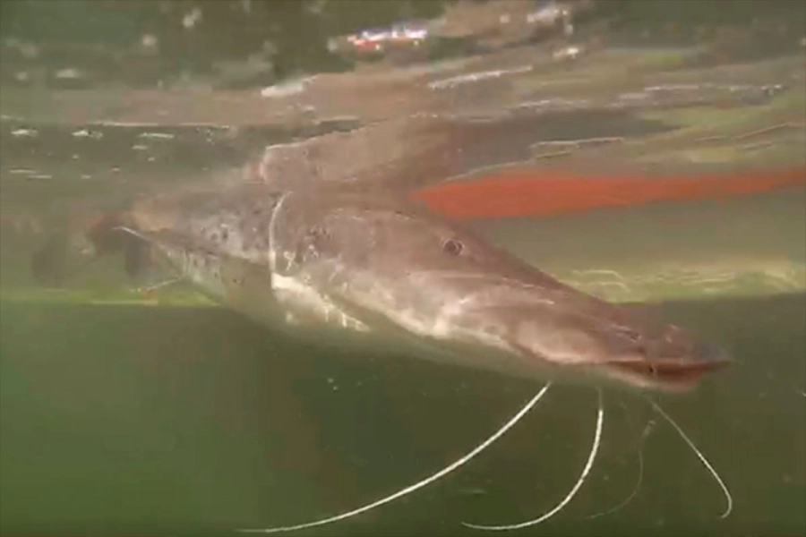 (Imagen Ilustrativa).