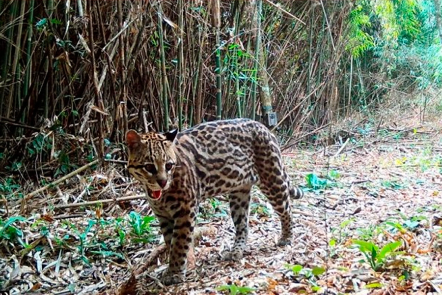 Un ejemplar de ocelote en Misiones.