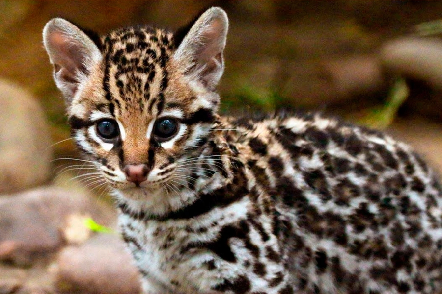 Cachorro de ocelote.