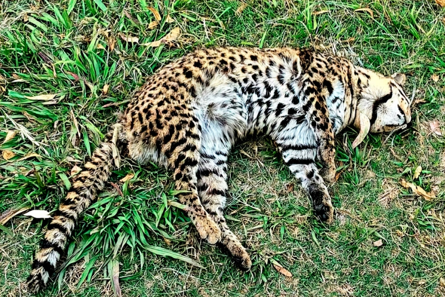 (Foto: Gualeguay 21).