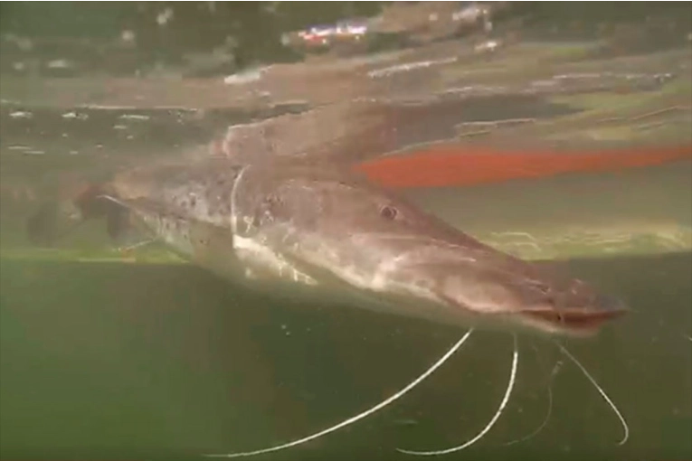 El Niño podría favorecer la reproducción de peces del río Paraná tras años de bajante