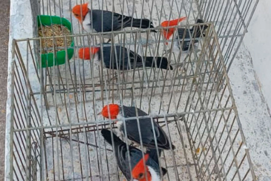 Rescatan cardenales copete rojo que iba a ser vendidos