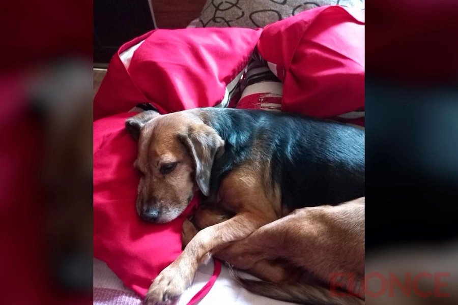 B&uacute;squeda desesperada de Keni (foto Elonce)