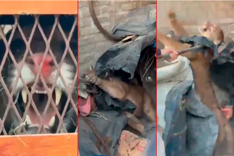 Videos: capturaron un puma que apareció en una casa de la zona norte de Santa Fe