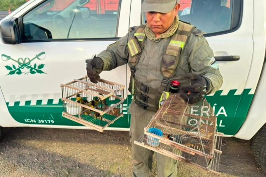 Tráfico ilegal de fauna silvestre en Santa Fe