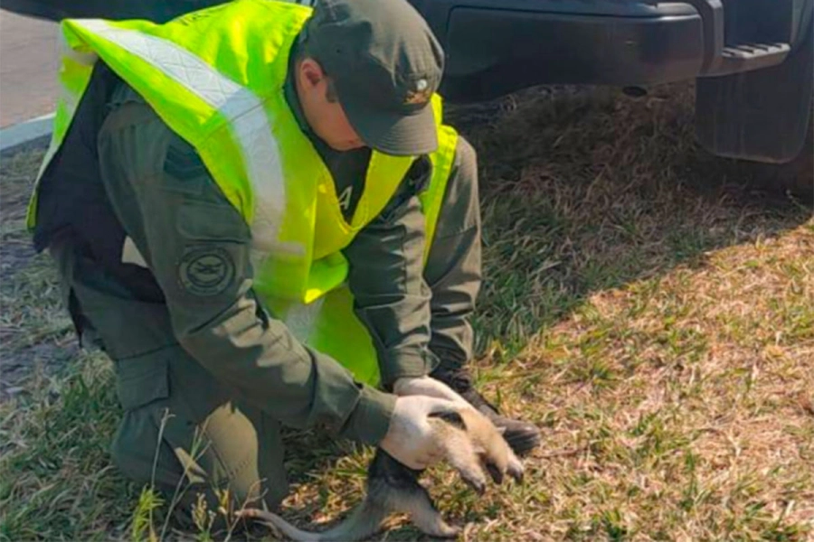 Oso melero- Gendarmer&iacute;a Nacional
