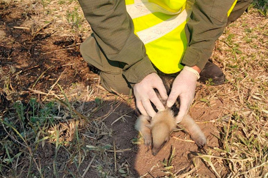 Oso melero- Gendarmer&iacute;a Nacional