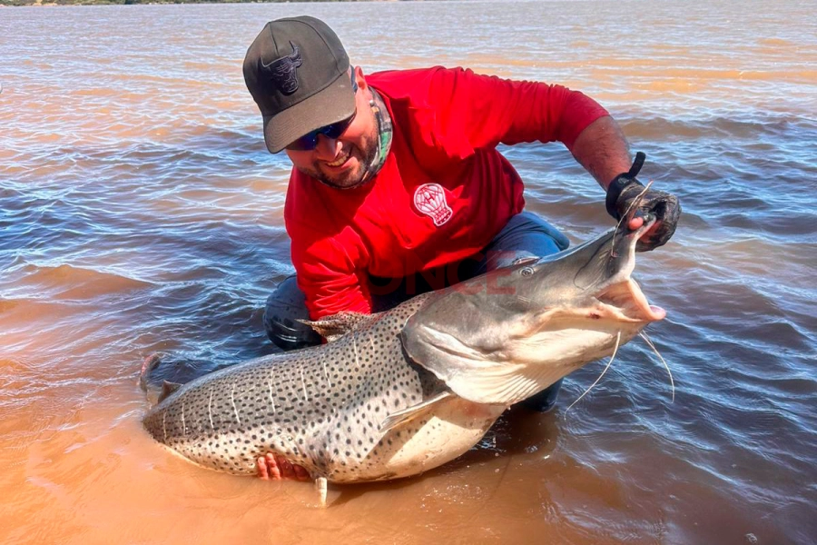 Pescaron enorme surub&iacute; en el r&iacute;o Uruguay y lo devolvieron al agua
