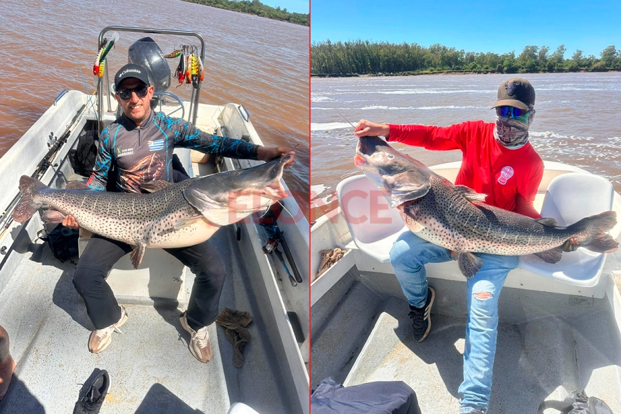 Pescaron enorme surub&iacute; en el r&iacute;o Uruguay y lo devolvieron al agua