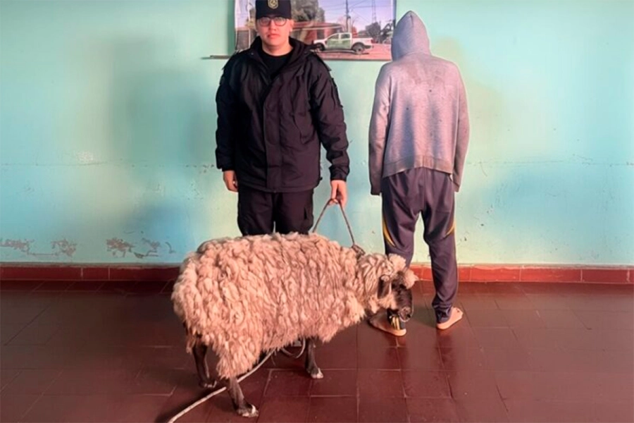 Se investiga un posible caso de abigeato