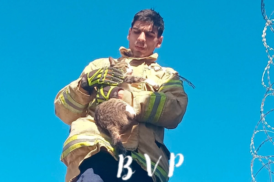 Un gato qued&oacute; atrapado en lo alto de un cerco- Bomberos Voluntarios