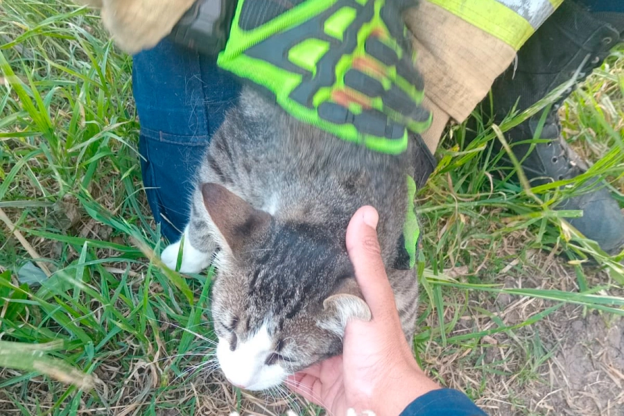 Un gato qued&oacute; atrapado en lo alto de un cerco- Bomberos Voluntarios