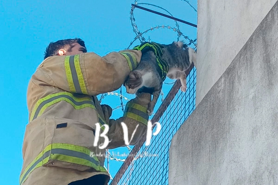 Un gato qued&oacute; atrapado en lo alto de un cerco- Bomberos Voluntarios