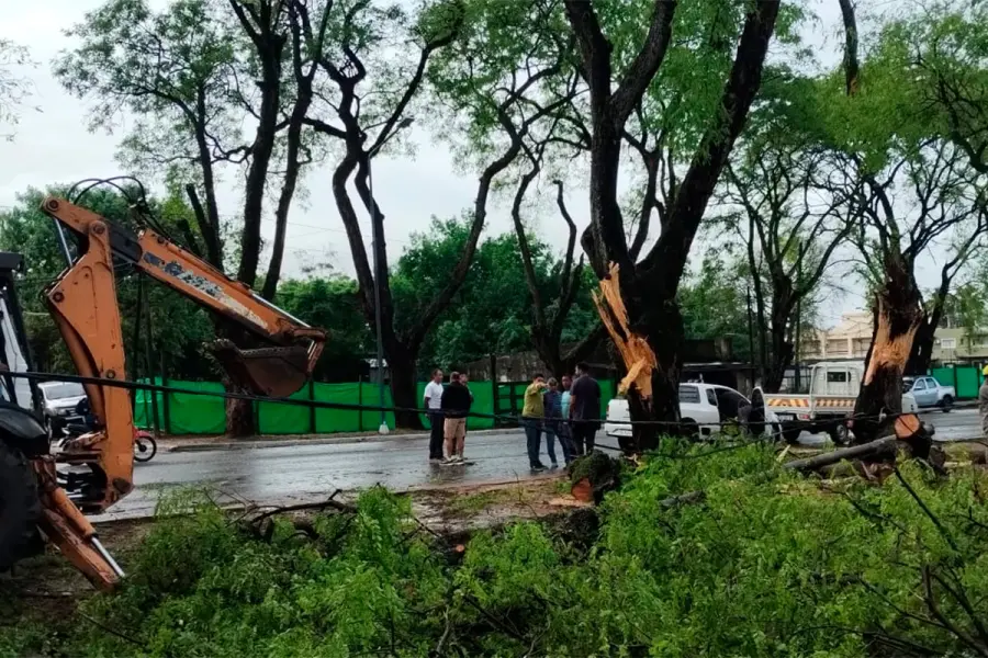 Reportaron ca&iacute;da de &aacute;rboles y postes en Concordia tras la tormenta