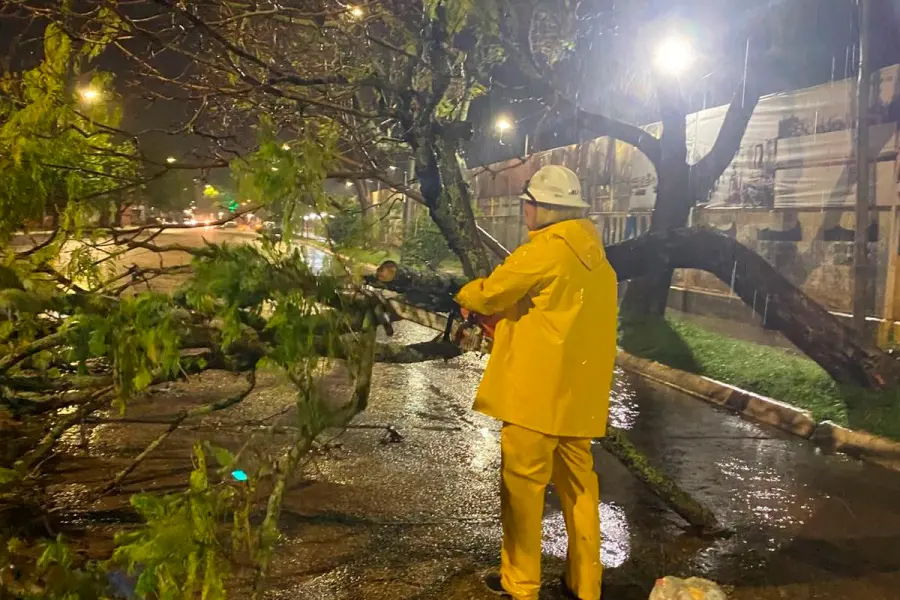 Reportaron ca&iacute;da de &aacute;rboles y postes en Concordia tras la tormenta