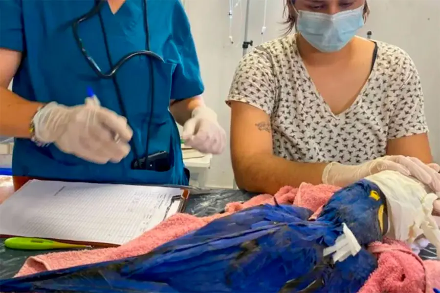 Dos guacamayos jacintos fueron rescatados del tr&aacute;fico ilegal y trasladados a Temaik&egrave;n