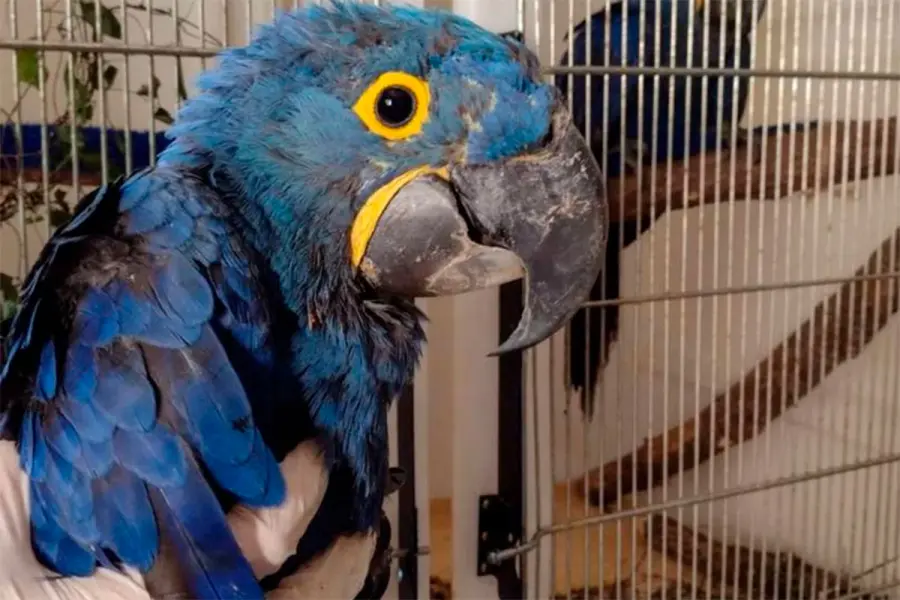 Dos guacamayos jacintos fueron rescatados del tr&aacute;fico ilegal y trasladados a Temaik&egrave;n