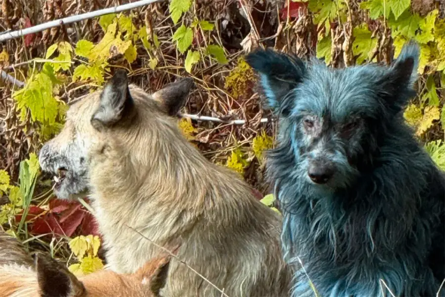 Impactante hallazgo en Chernobyl: varios perros aparecieron con pelaje azul- TikTok: @dogsofchernoby