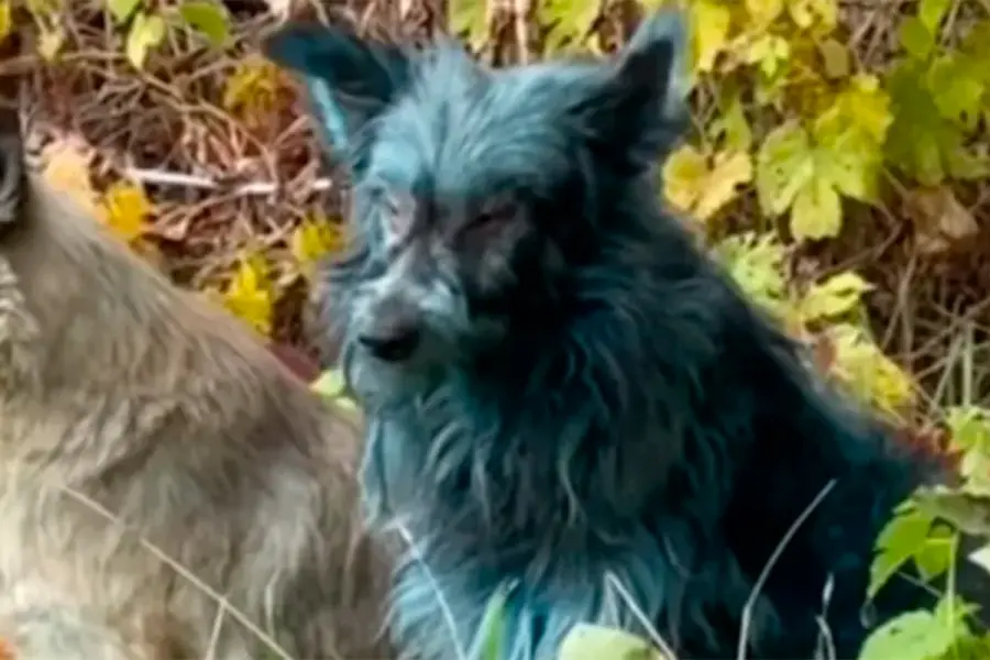 Impactante hallazgo en Chernobyl: varios perros aparecieron con pelaje azul- TikTok: @dogsofchernoby
