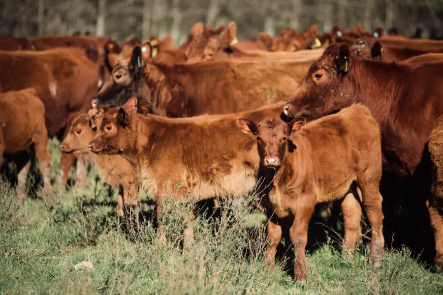 Impuesto a los gases de las vacas
