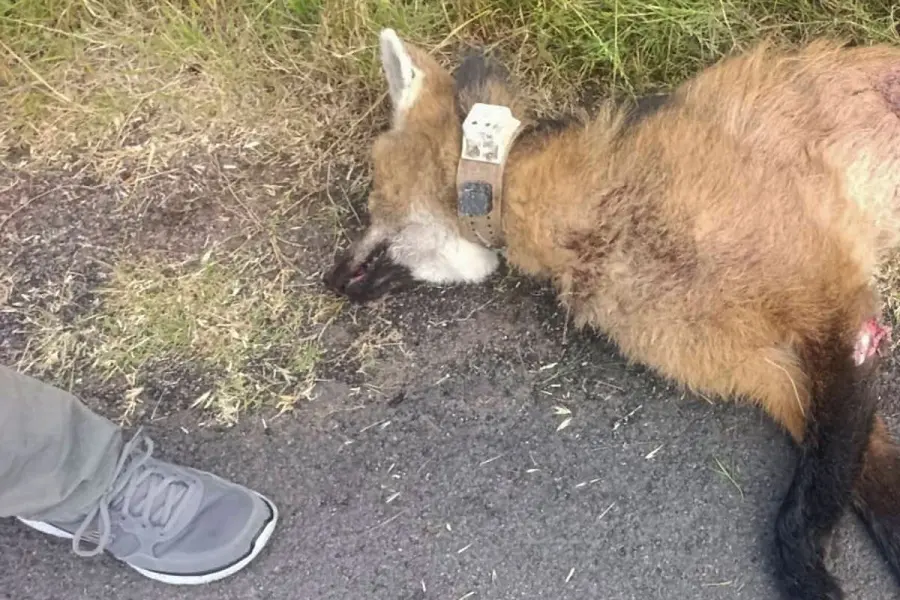 (La Diaria Uruguay).