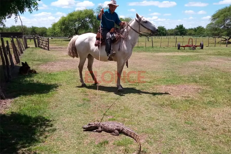Trabajador rural rescat&oacute; a un yacar&eacute;, lo cuid&oacute; en un tanque y lo devolvi&oacute; al arroyo