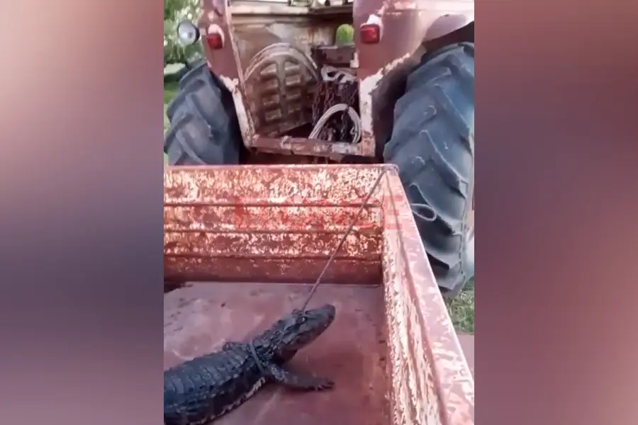 Trabajador rural rescat&oacute; a un yacar&eacute;, lo cuid&oacute; en un tanque y lo devolvi&oacute; al arroyo