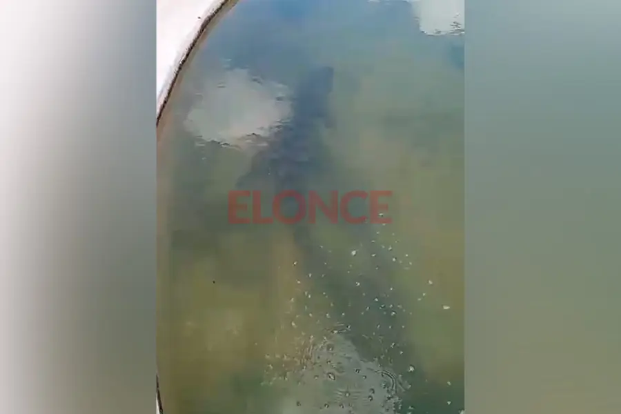 Trabajador rural rescat&oacute; a un yacar&eacute;, lo cuid&oacute; en un tanque y lo devolvi&oacute; al arroyo