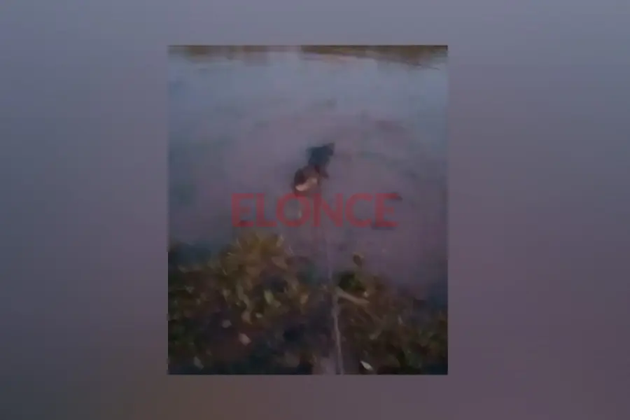 Trabajador rural rescat&oacute; a un yacar&eacute;, lo cuid&oacute; en un tanque y lo devolvi&oacute; al arroyo