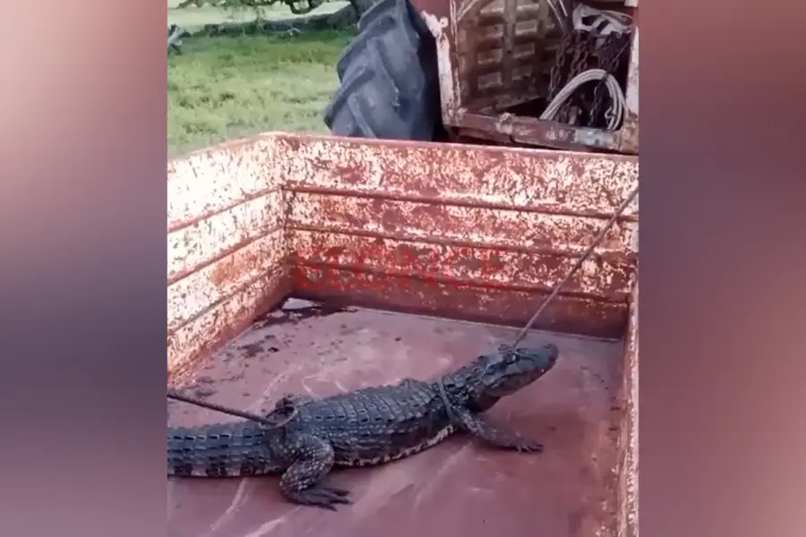 Trabajador rural rescat&oacute; a un yacar&eacute;, lo cuid&oacute; en un tanque y lo devolvi&oacute; al arroyo (foto Elonce)