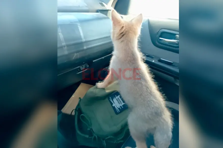 El traslado de la zorrita Carmen (foto Elonce)