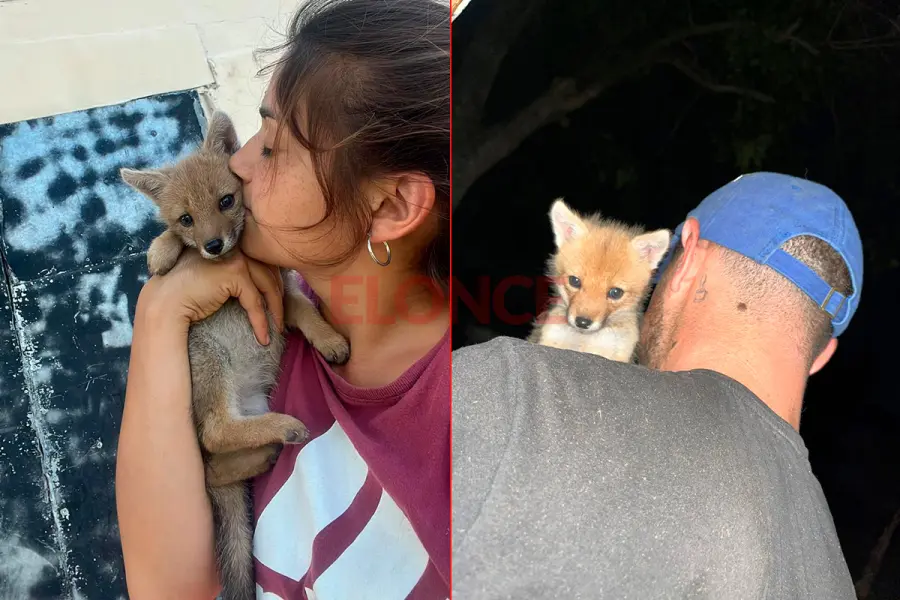 Una familia rescat&oacute; a una zorrita hu&eacute;rfana en Villa Elisa (foto Elonce)