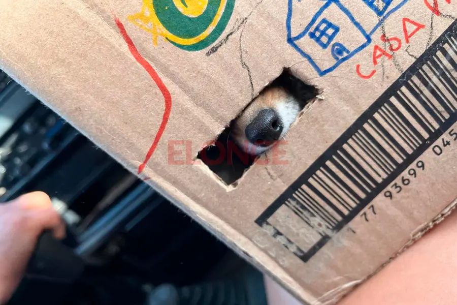 La cucha que armaron los ni&ntilde;os para la zorrita (foto Elonce)