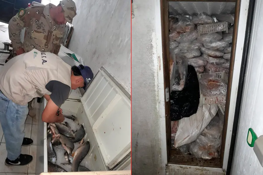 Incautaron 945 kilos de pescados en Diamante: al no ser aptos para consumo, los enterraron en un pozo