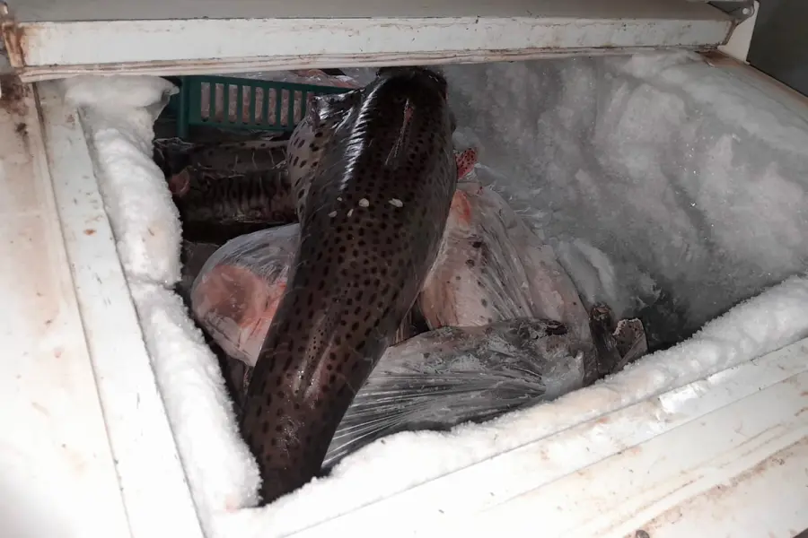 Incautaron 945 kilos de pescados en Diamante: al no ser aptos para consumo, los enterraron en un pozo