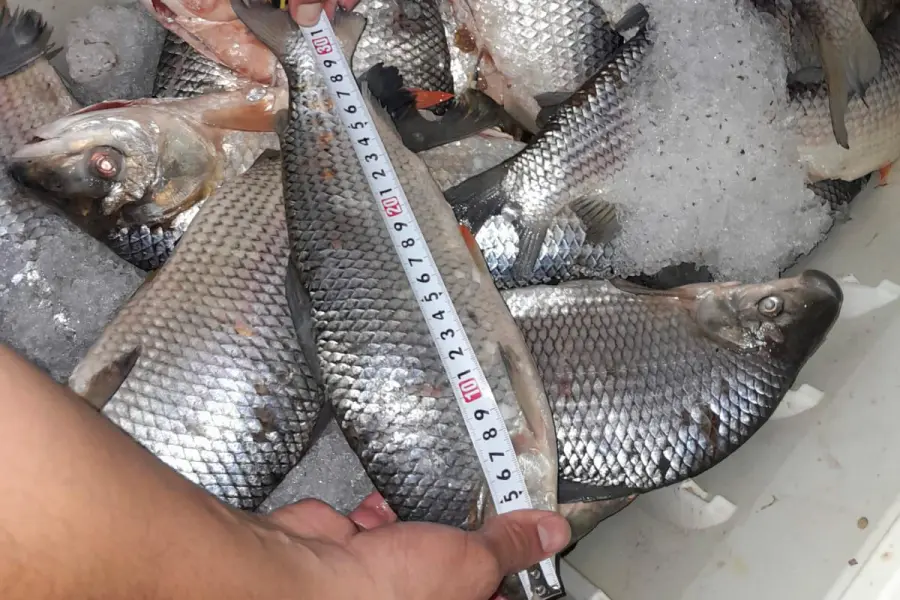 Incautaron 945 kilos de pescados en Diamante: al no ser aptos para consumo, los enterraron en un pozo