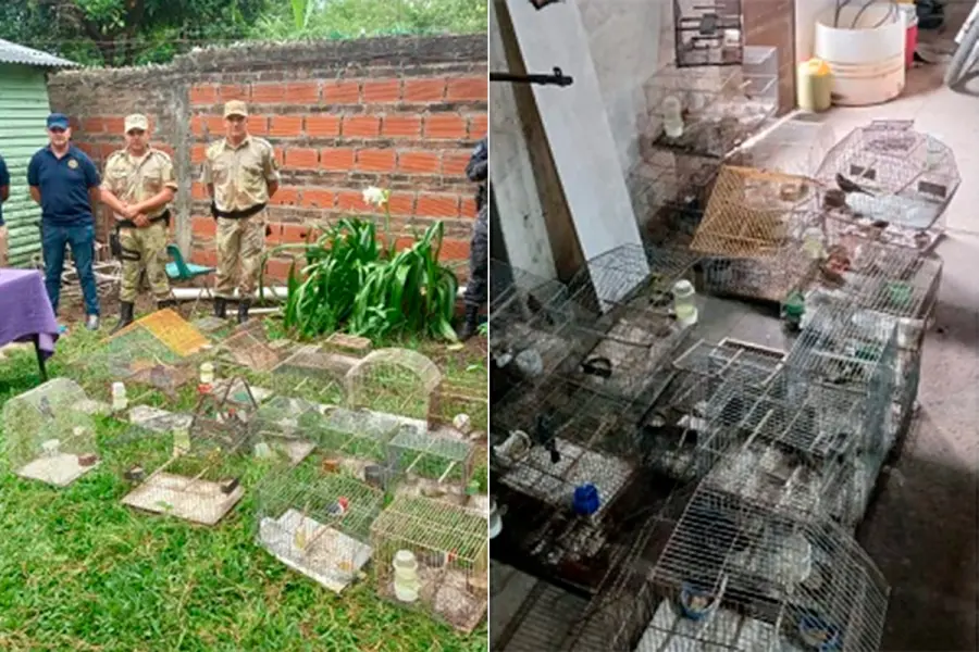 Hallaron 41 aves en cautiverio: hab&iacute;a especies protegidas como cardenal amarillo y rey del bosque