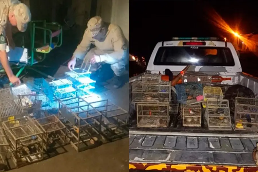 Hallaron 41 aves en cautiverio: hab&iacute;a especies protegidas como cardenal amarillo y rey del bosque