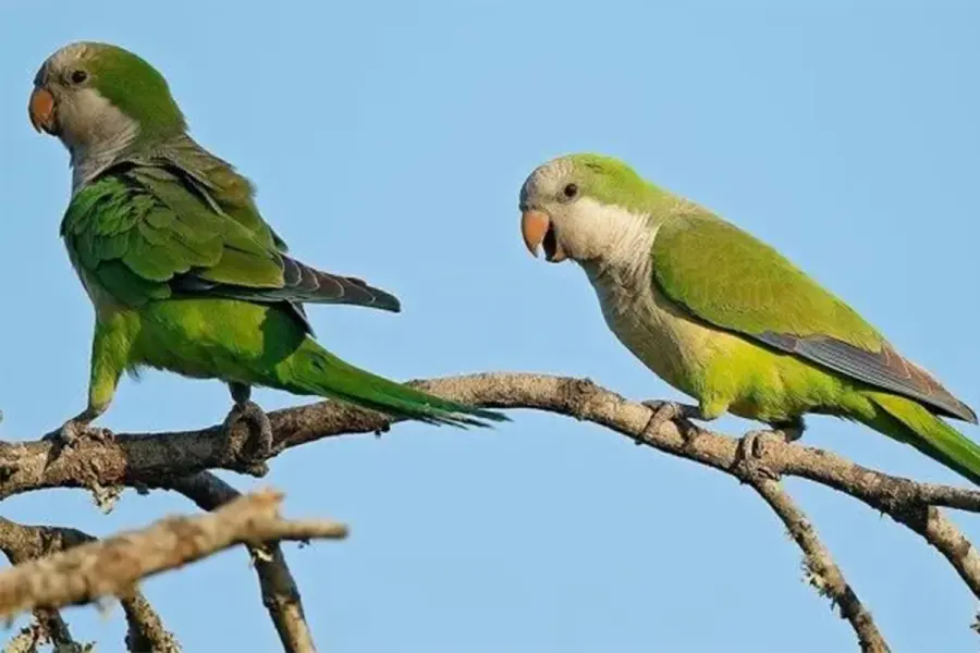 Los loros tambi&eacute;n son un problema para los productores
